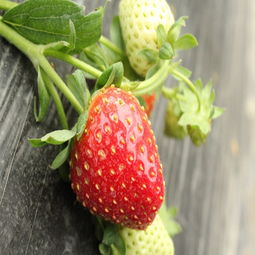 【米赛尔草莓苗今年效益、米赛尔草莓苗基地欢迎您】-