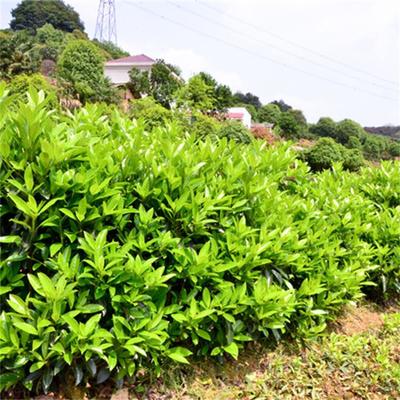 基地出售 法国冬青 耐修剪 园林绿化树种 城市绿篱园景丛植